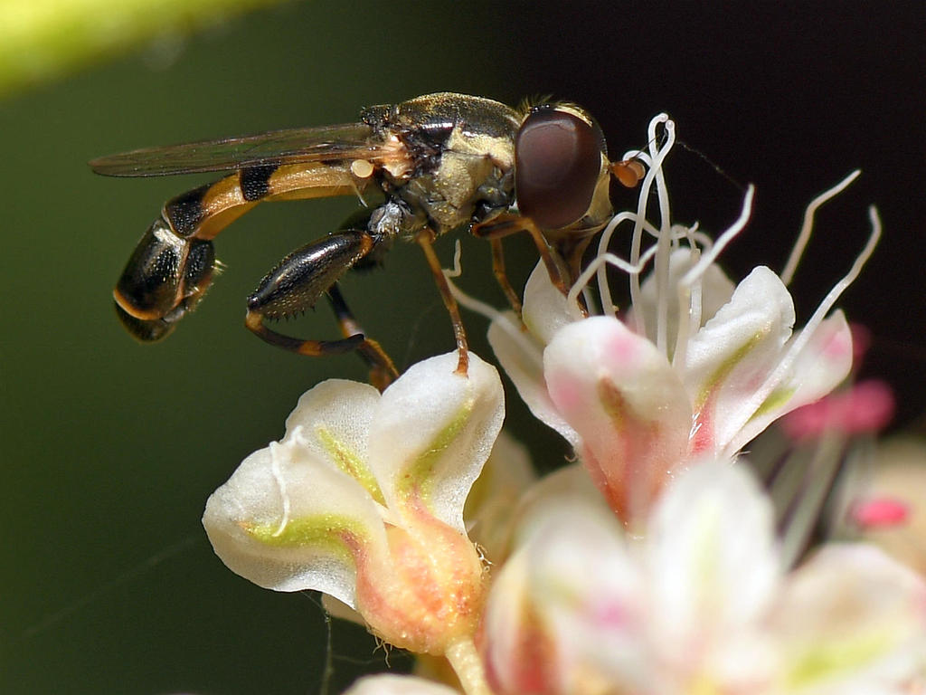 Hoverfly2.jpg