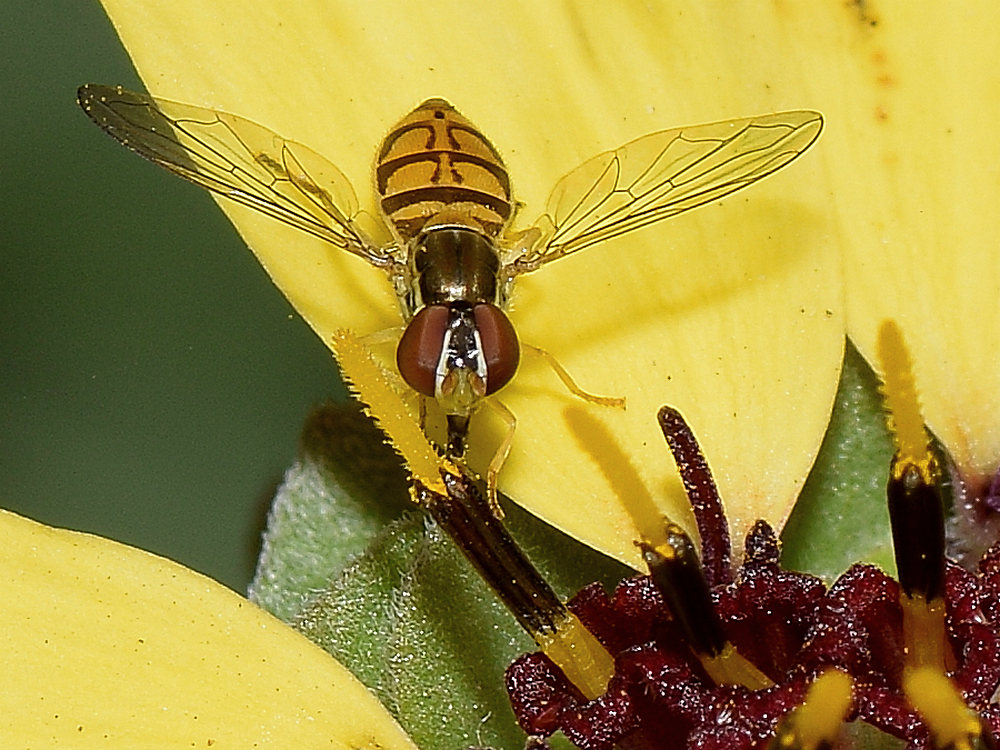HoverFly3.jpg