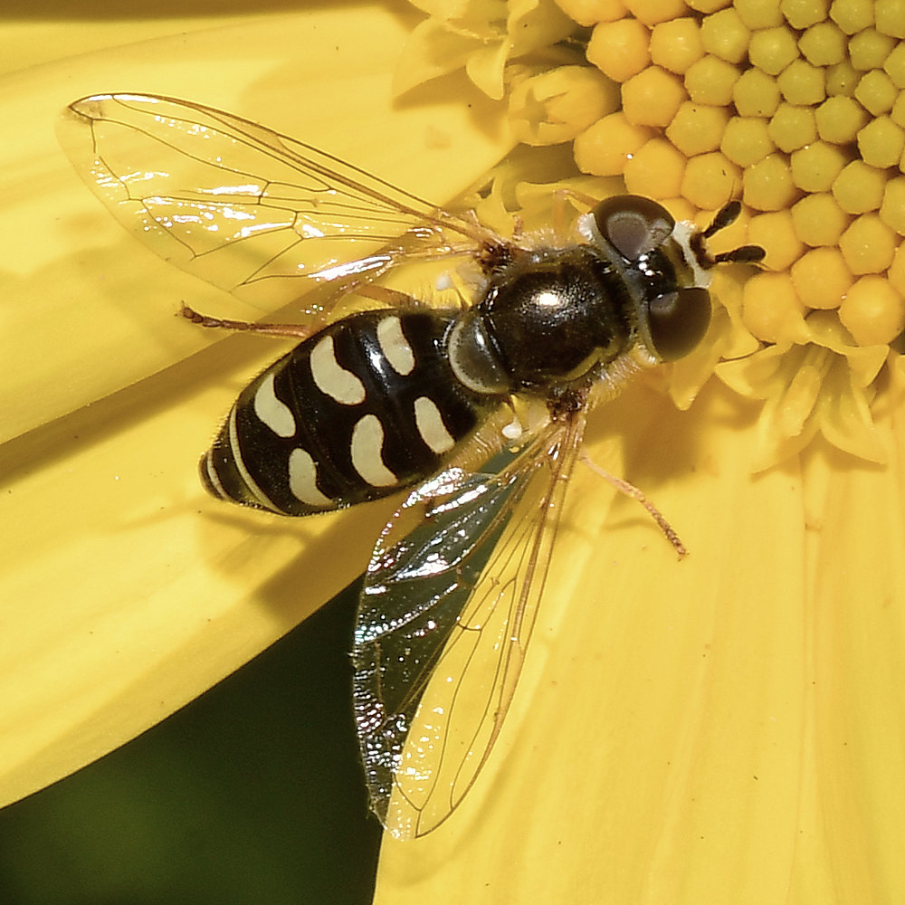 Hoverfly3.jpg