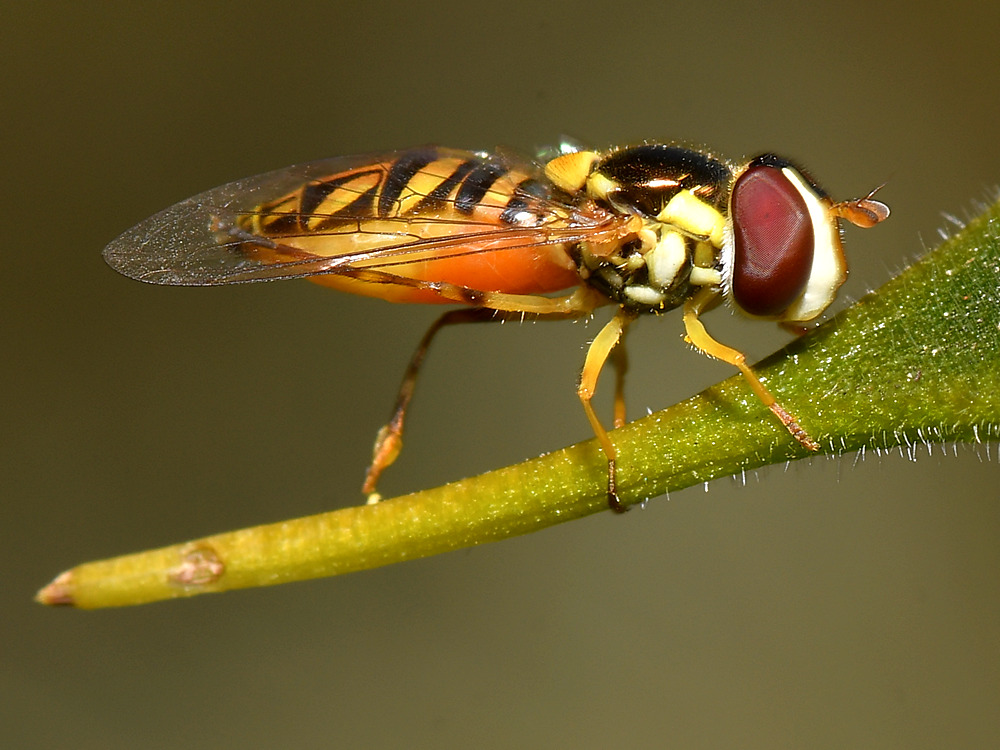 HoverFly3.jpg