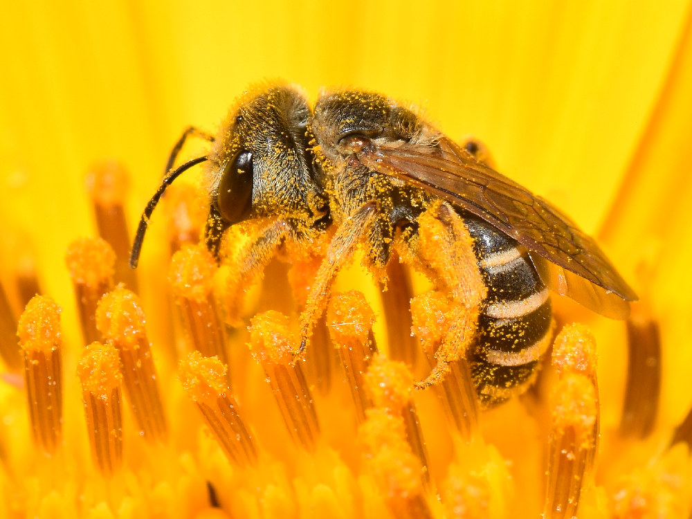 HoverFly3.jpg