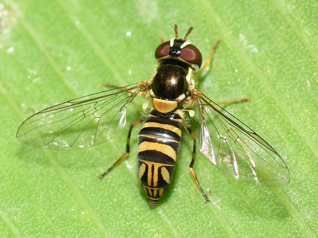 HoverFly3.jpg