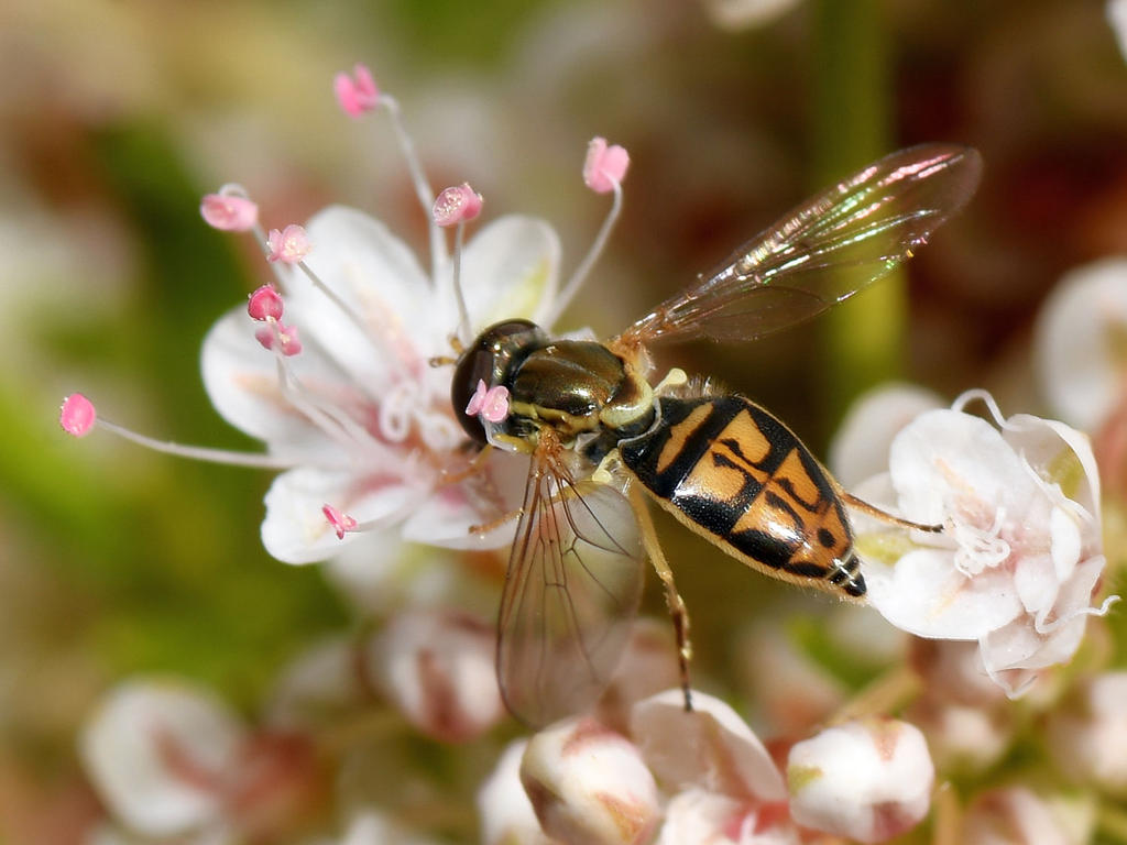 Hoverfly3.jpg