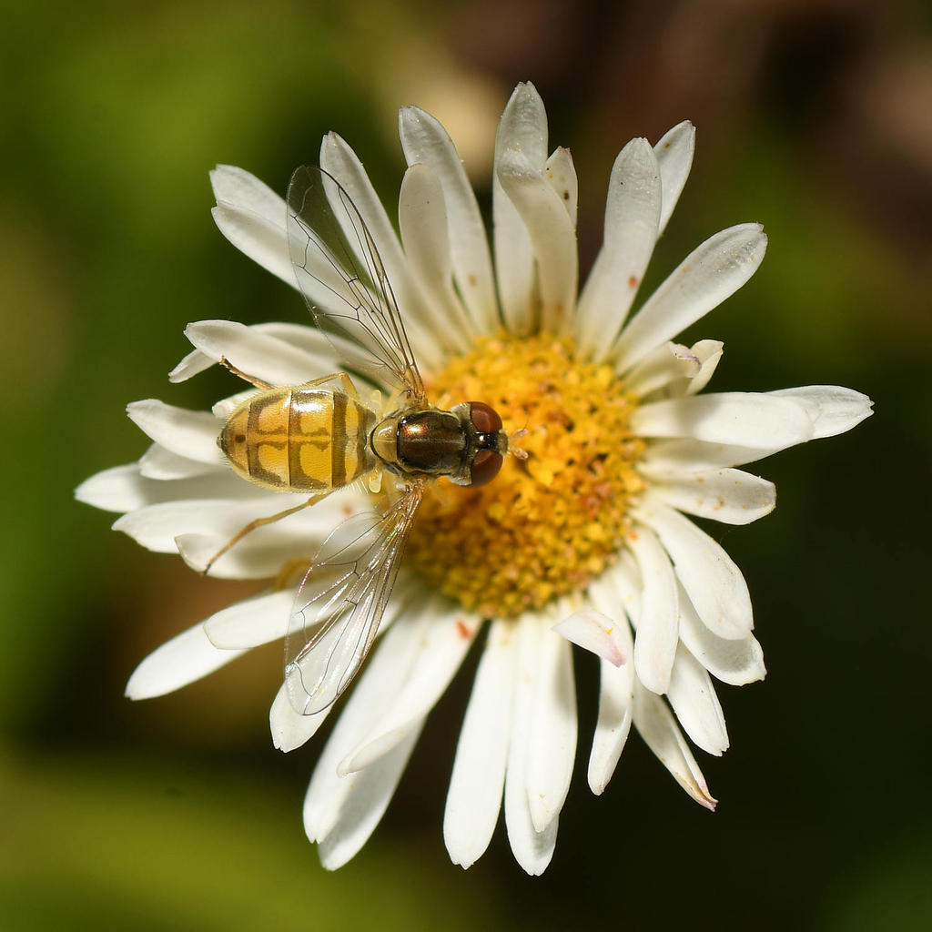 Hoverfly3.jpg