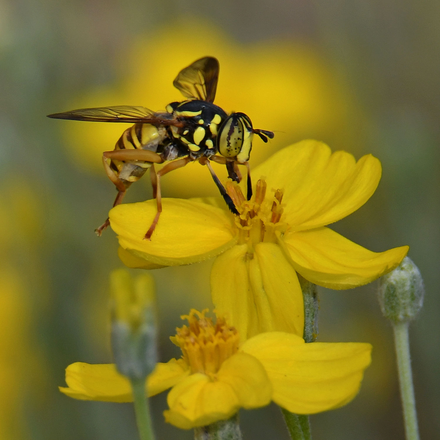 HoverFly3.jpg