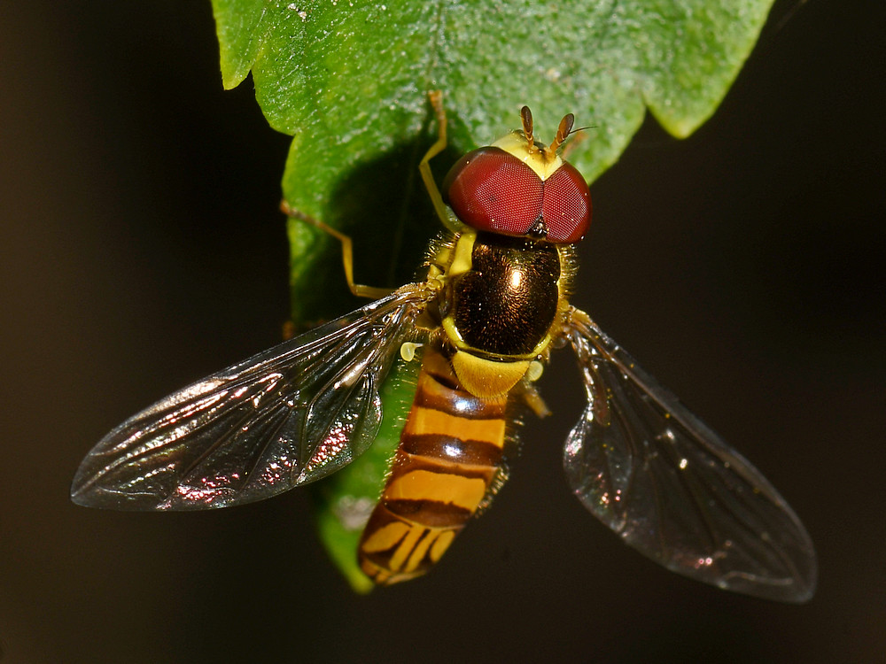 Hoverfly4.jpg