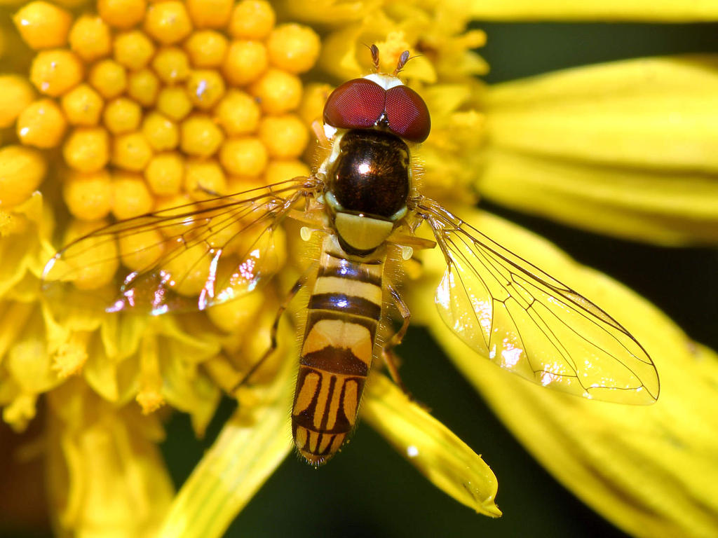 HoverFly4.jpg
