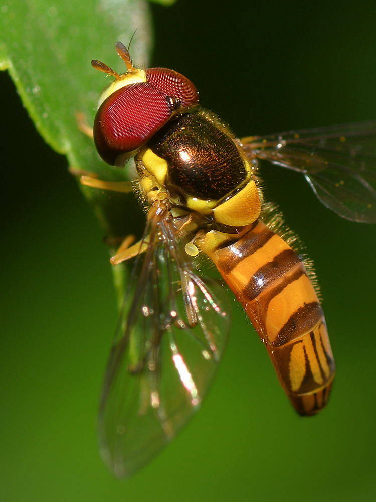 Hoverfly5.jpg