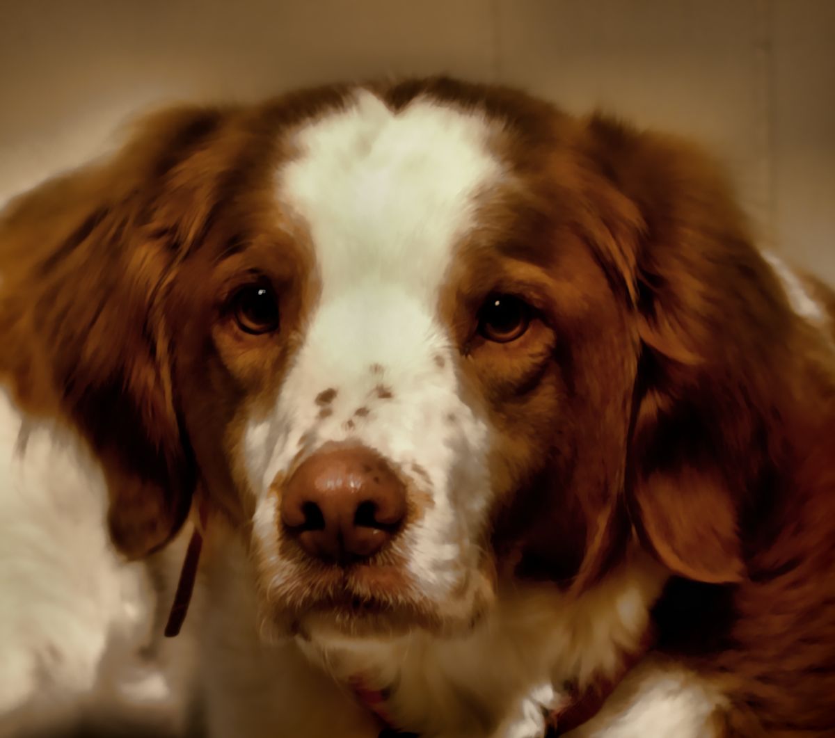 Howie dog 2.jpg