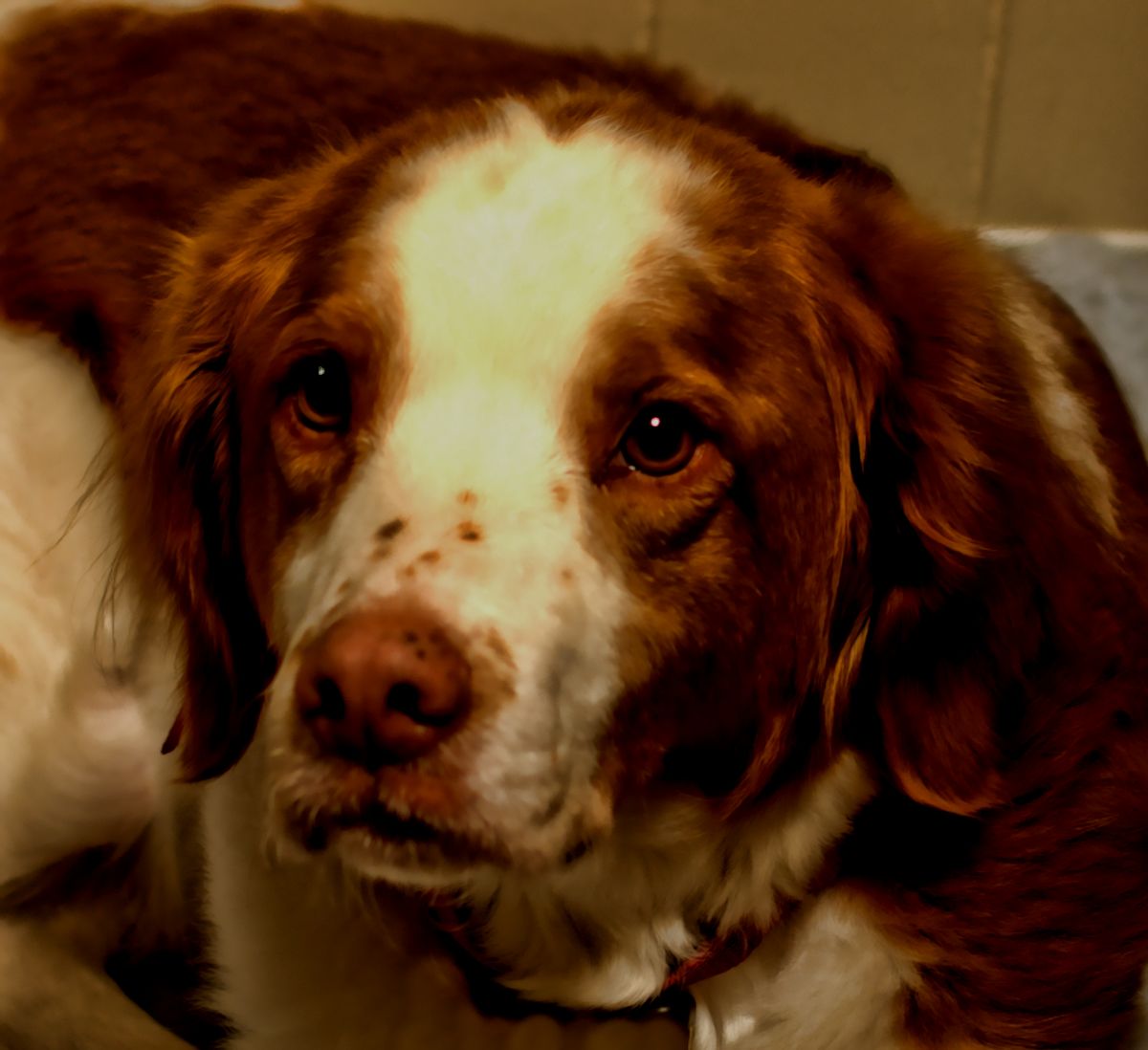 Howie dog.jpg