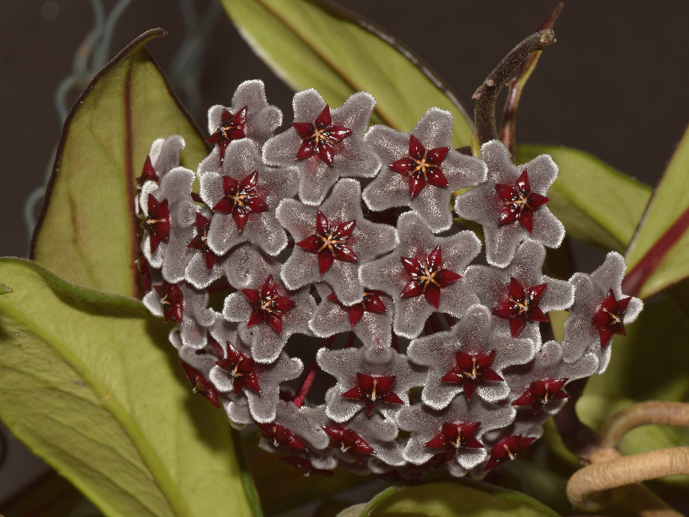 Hoya.jpg