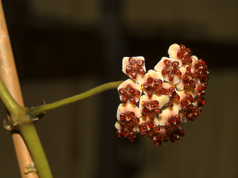 Hoya.jpg