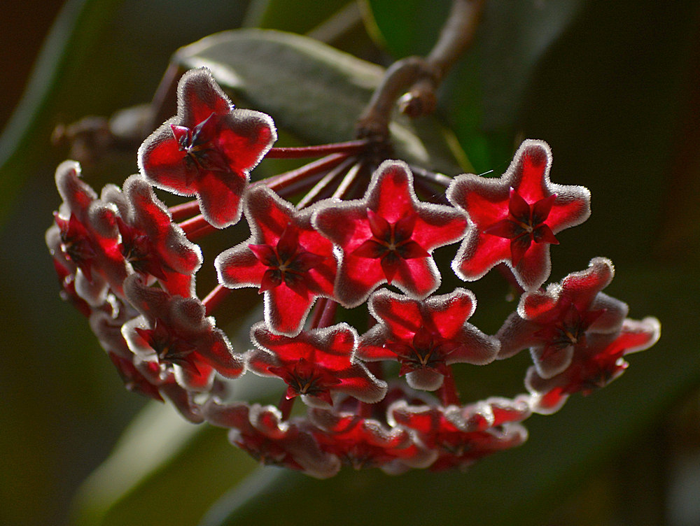 Hoya.jpg