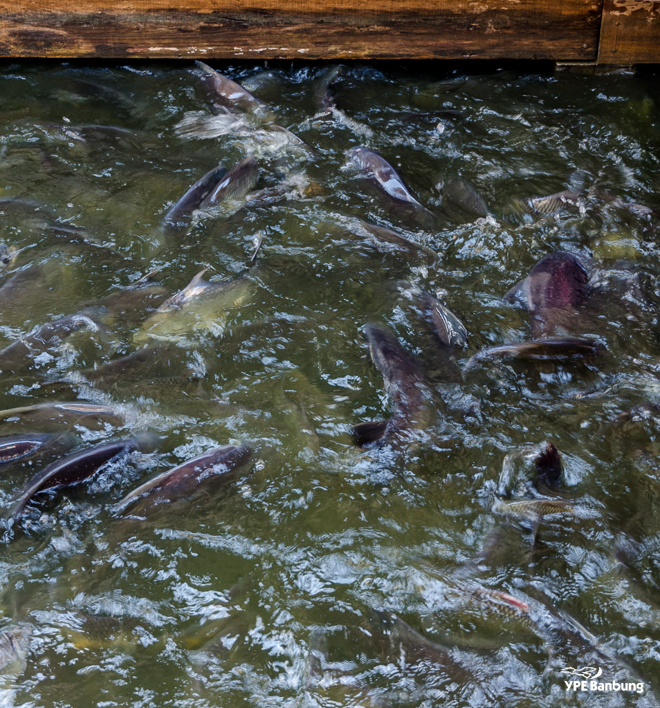 Hua-Hin-Sam-Phan-Nam-Floating-Market--19.jpg