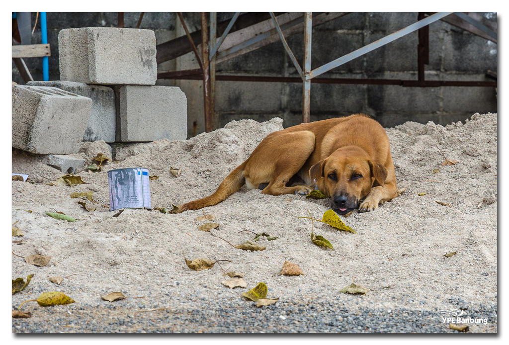 huahin-dog-1-FrameShop.jpg