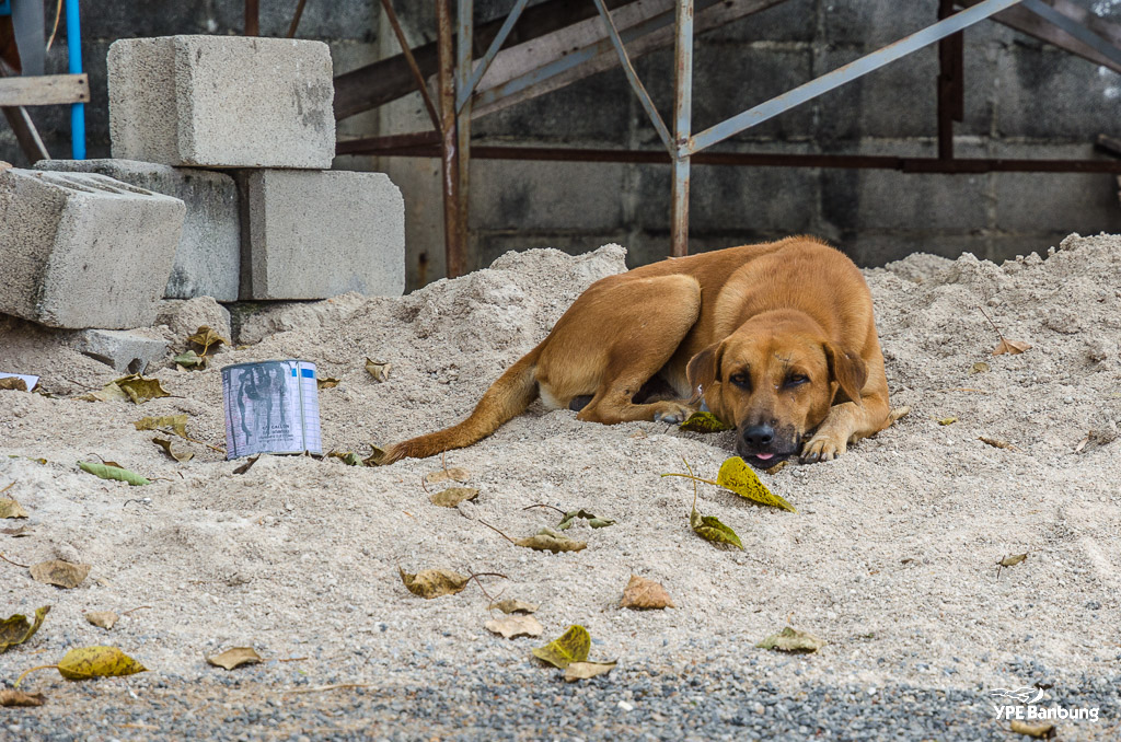huahin-dog-1.jpg