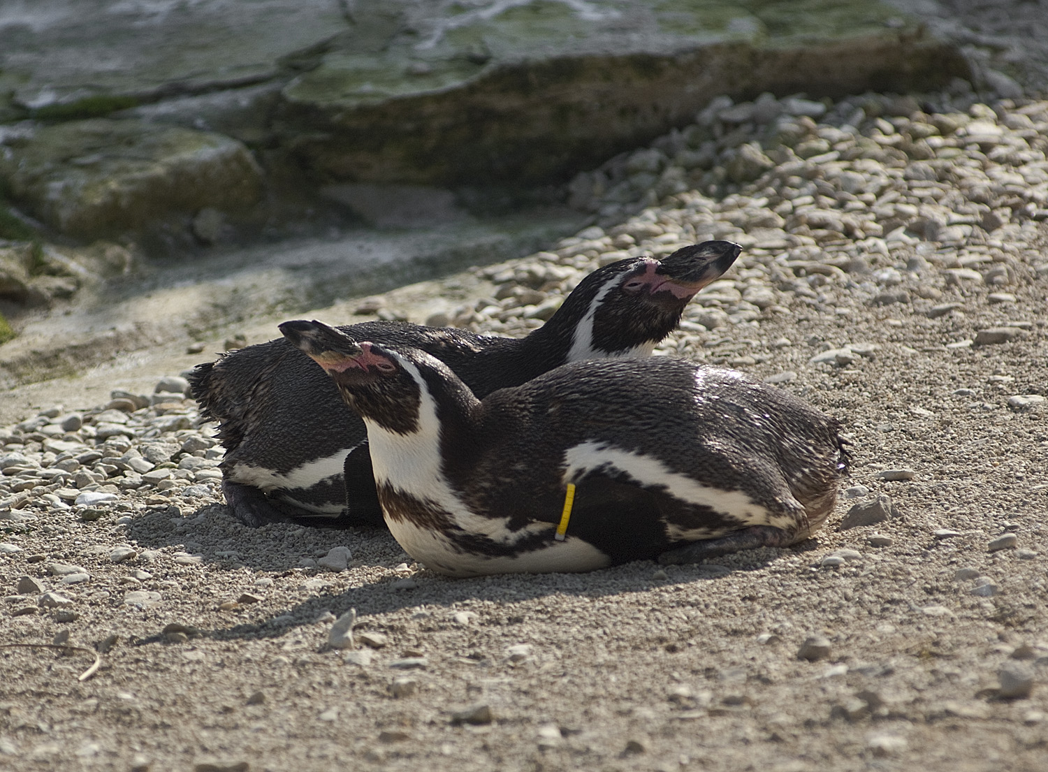 Humbolt Penguin 2.jpg
