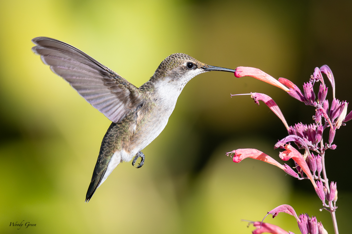 Hummer-121.jpg