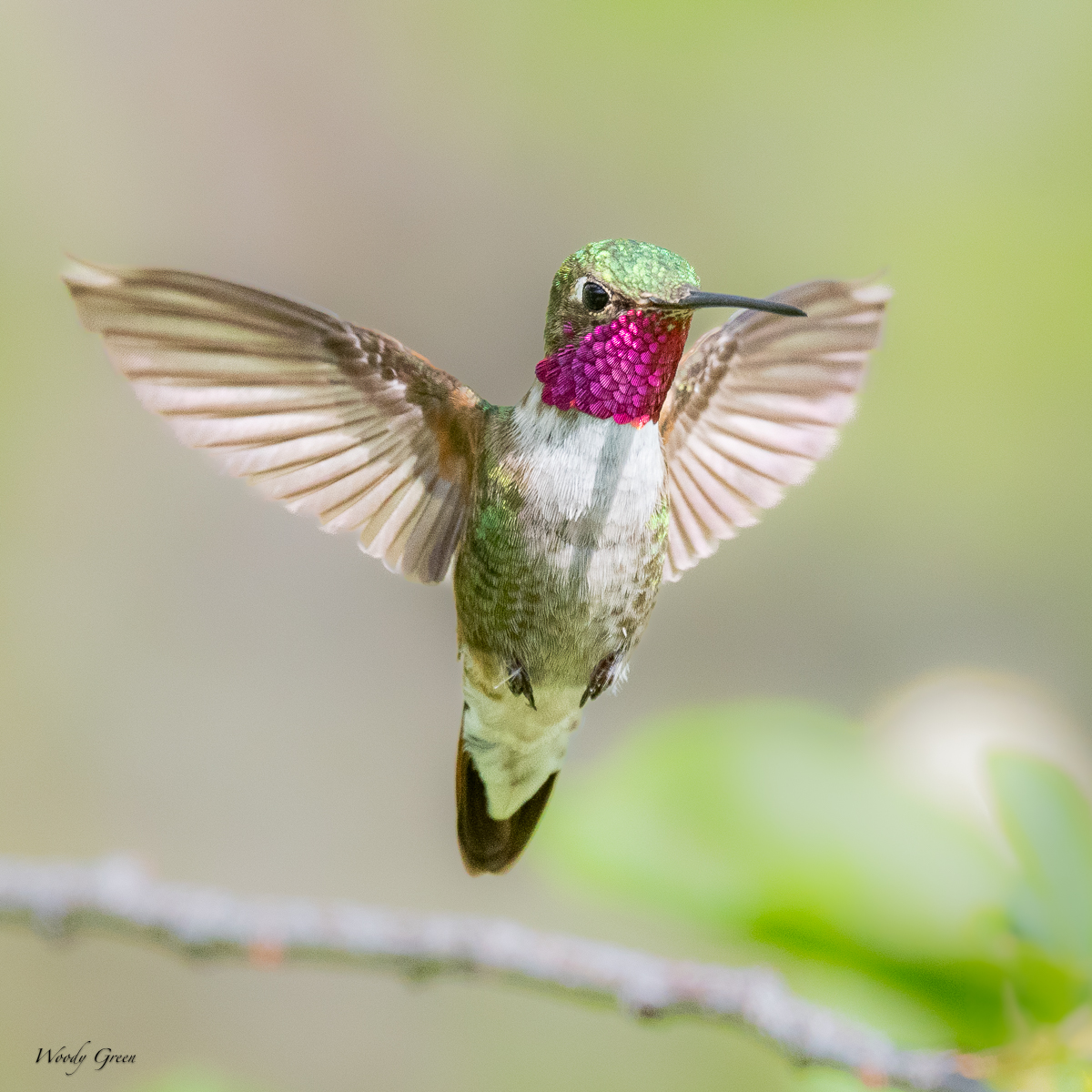 Hummer-20.jpg