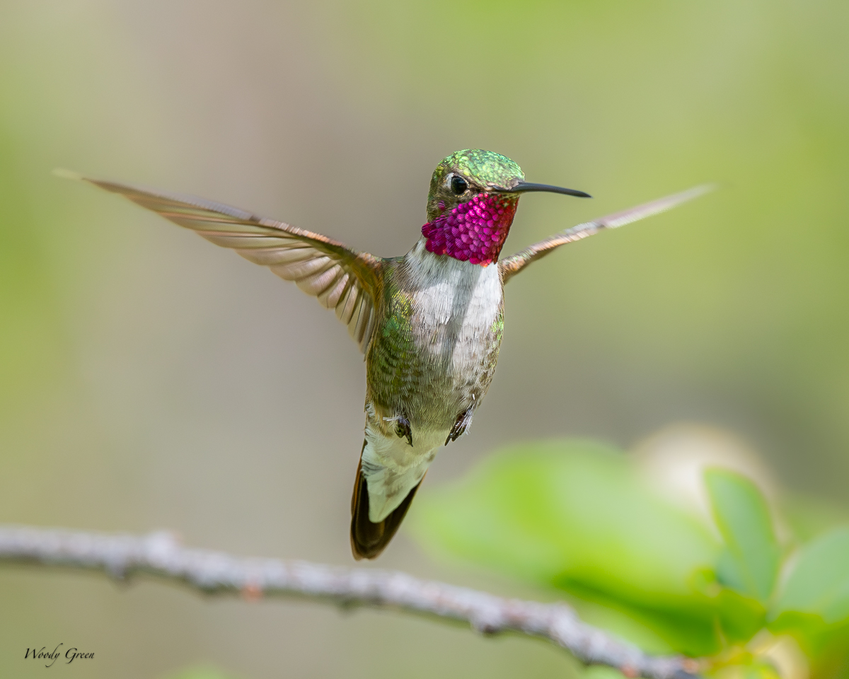 Hummer-21.jpg