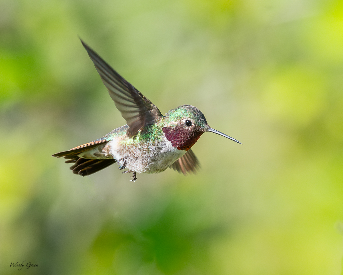 Hummer-22.jpg