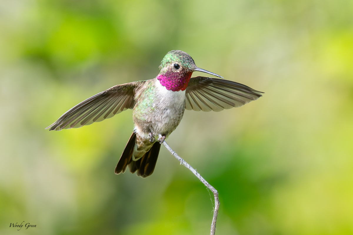 Hummer-23.jpg
