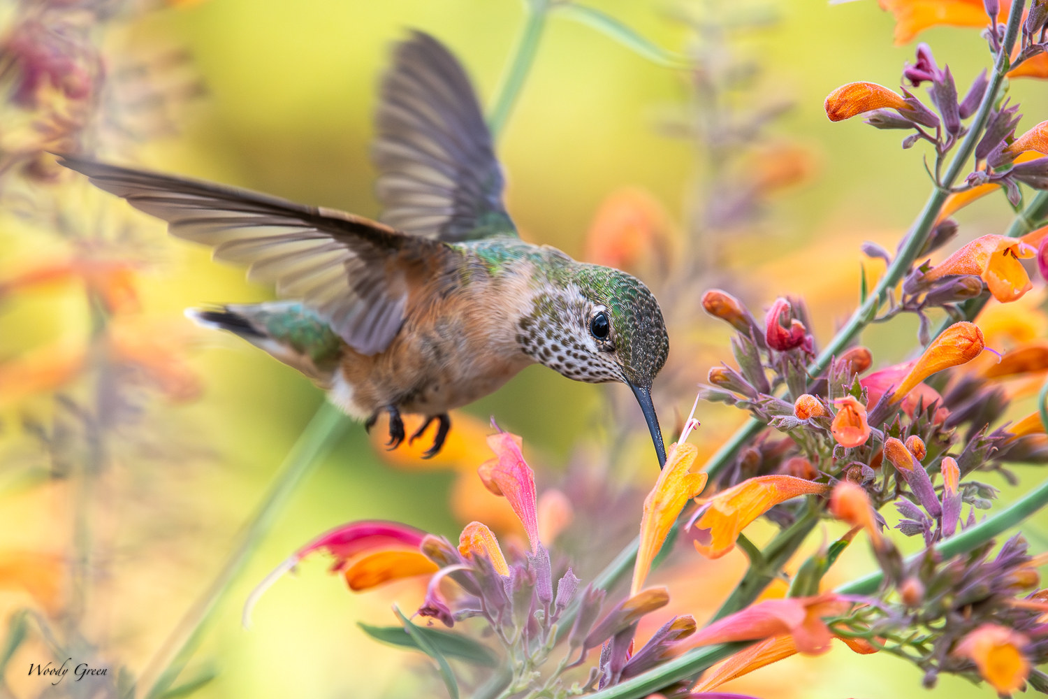 Hummer-250.jpg