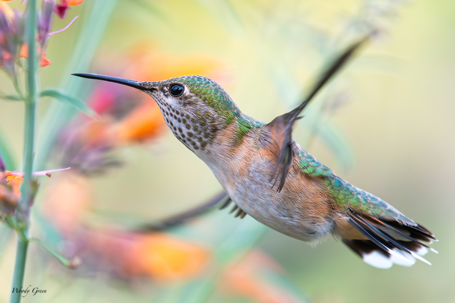 Hummer-251.jpg