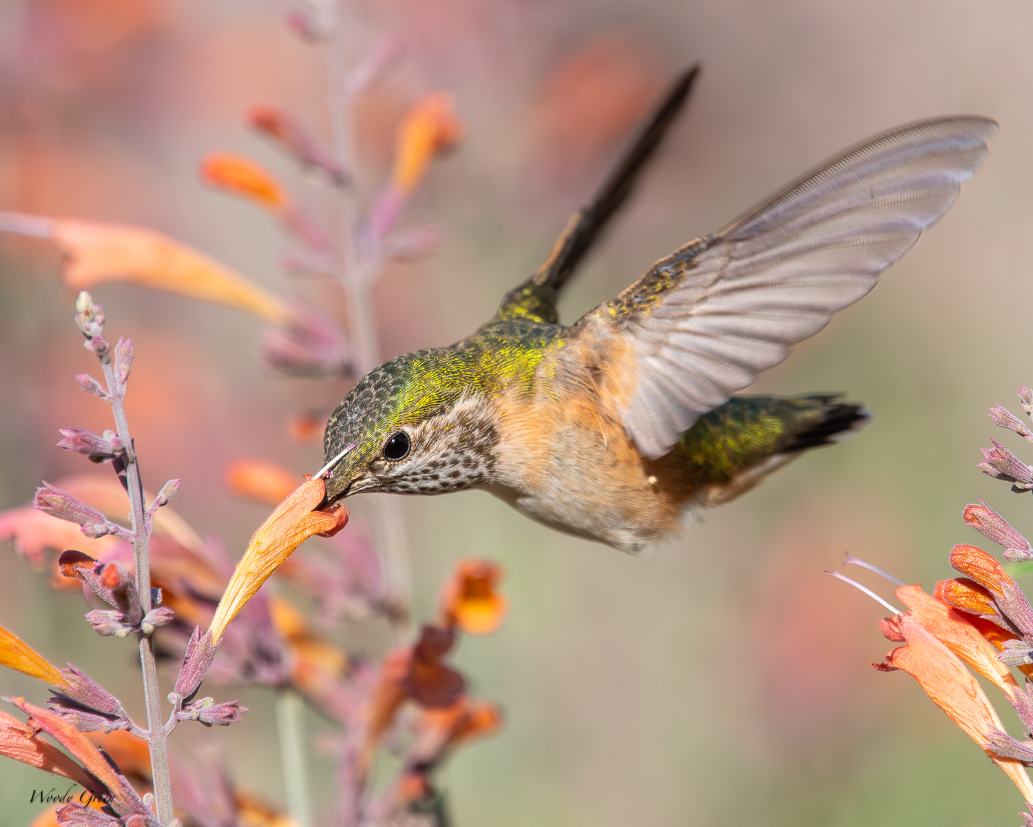 Hummer-256.jpg