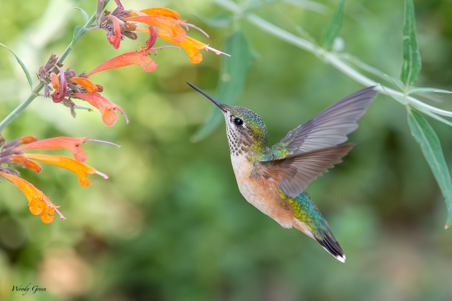 Hummer-257.jpg