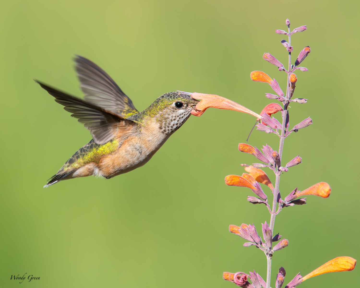 Hummer-258.jpg