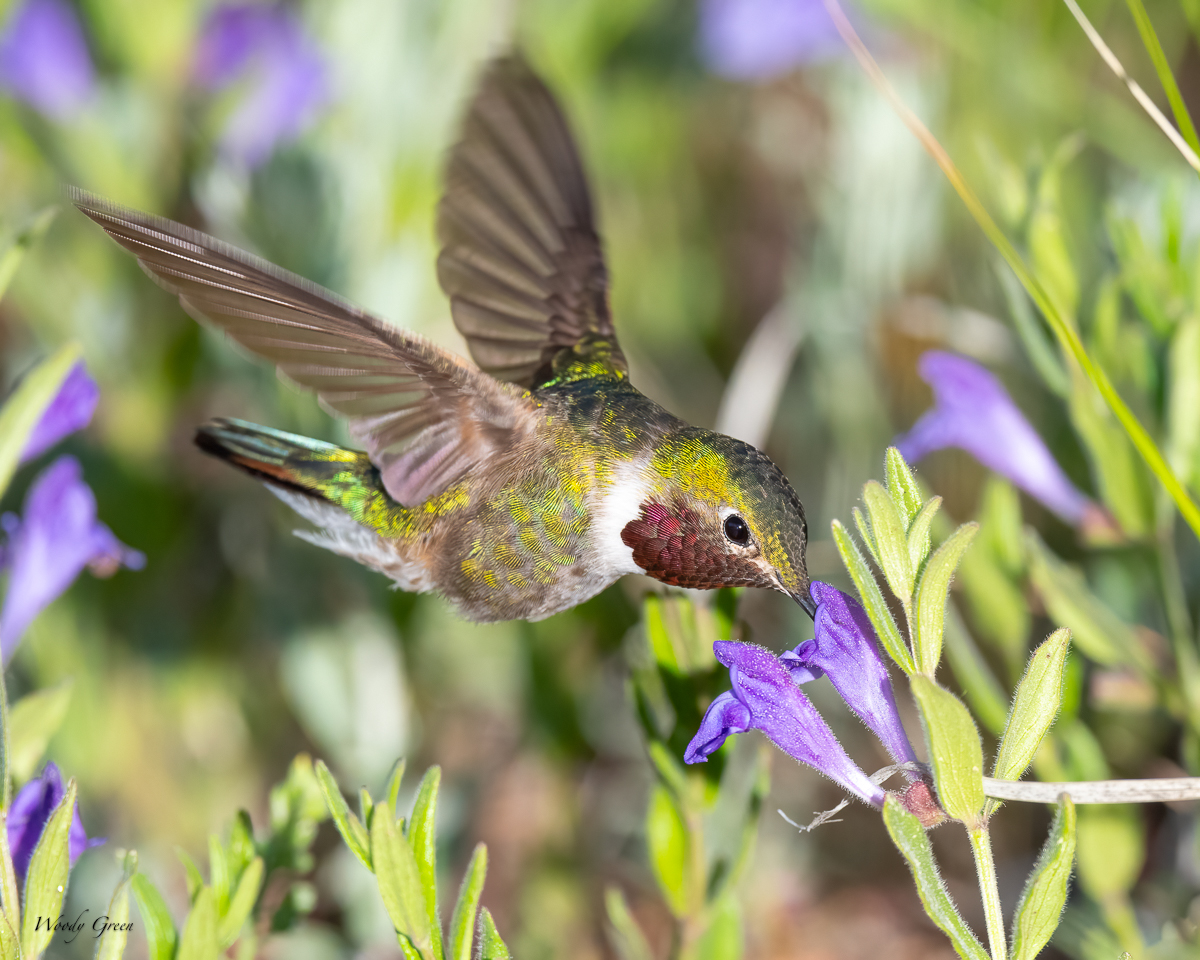 Hummer-681.jpg