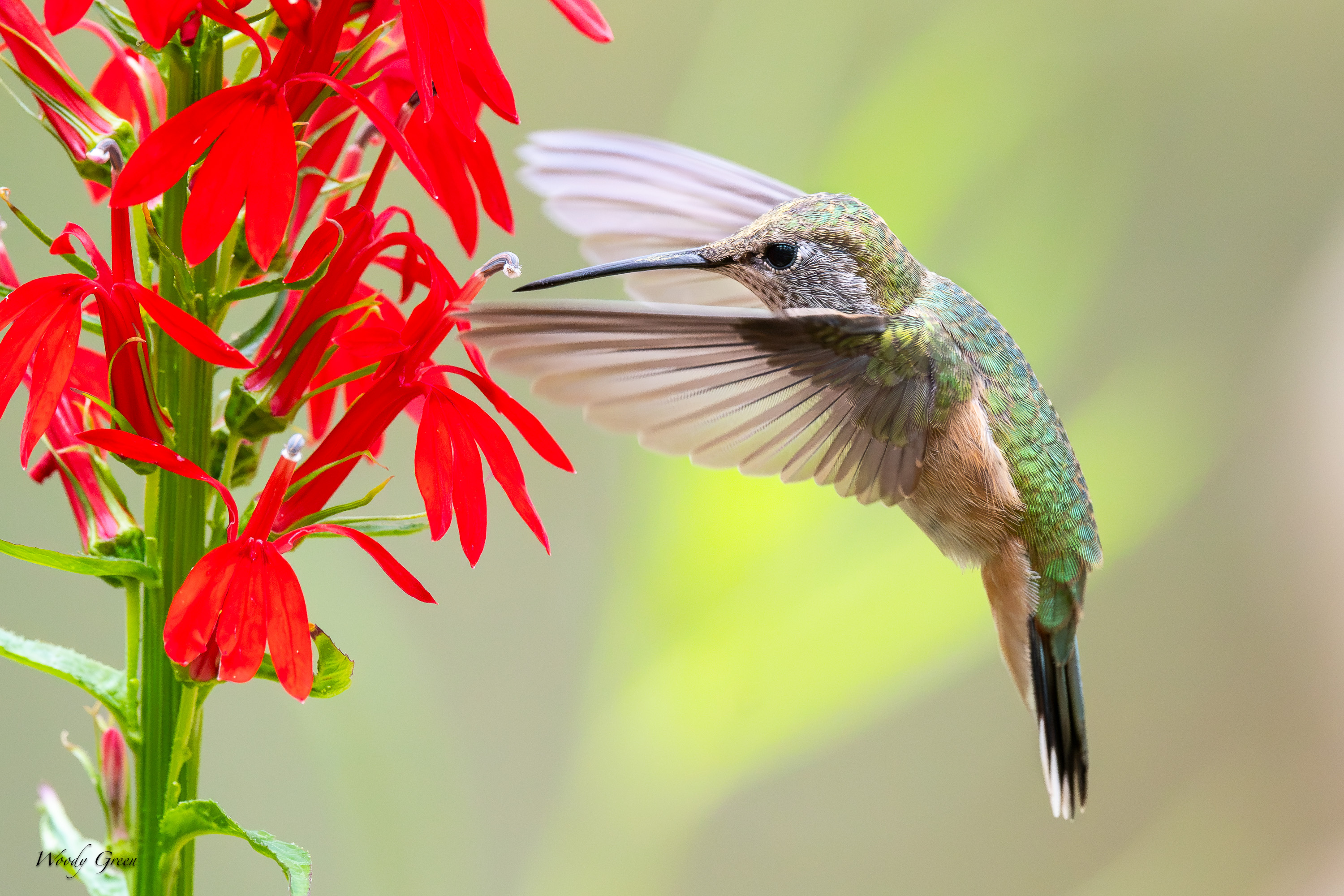 Hummer-706.jpg