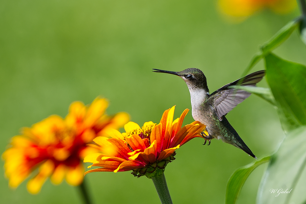 Hummer Cedar Creek 1 sm.jpg