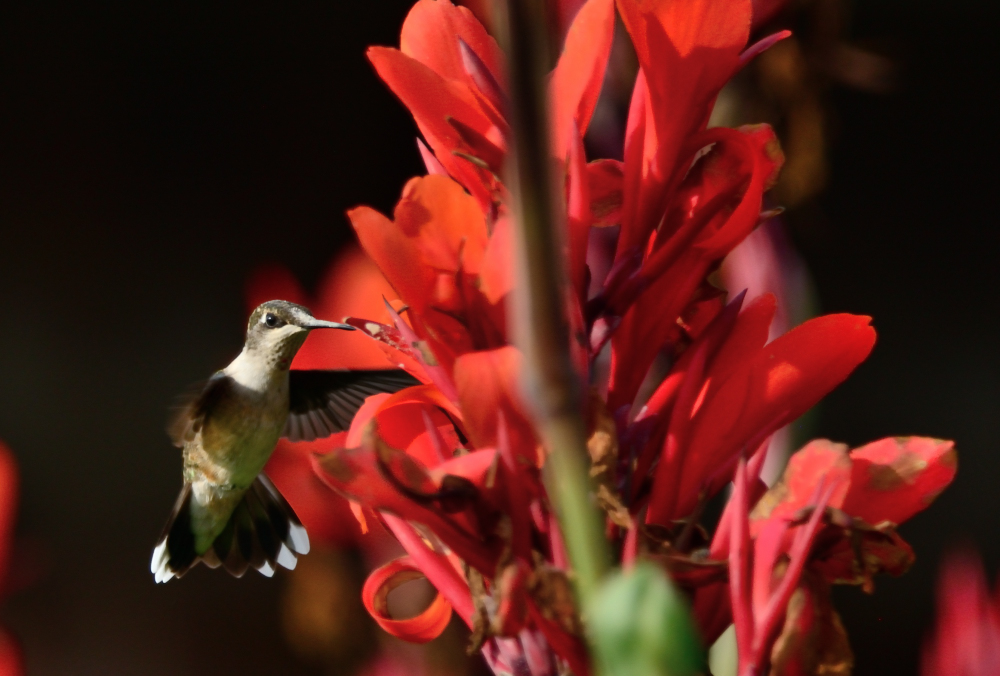 hummer in garden.JPG