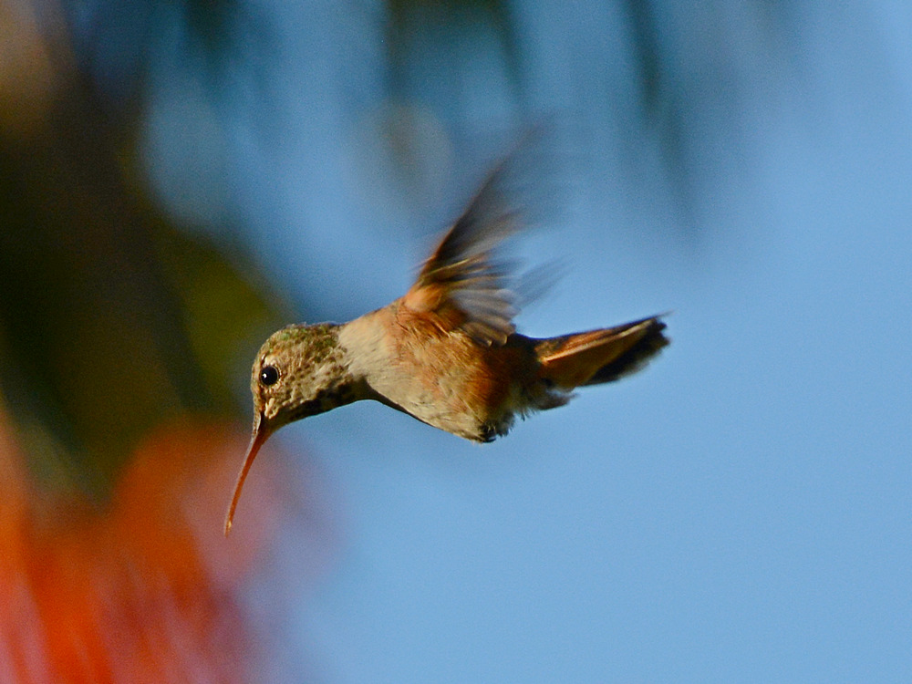 Hummer.jpg