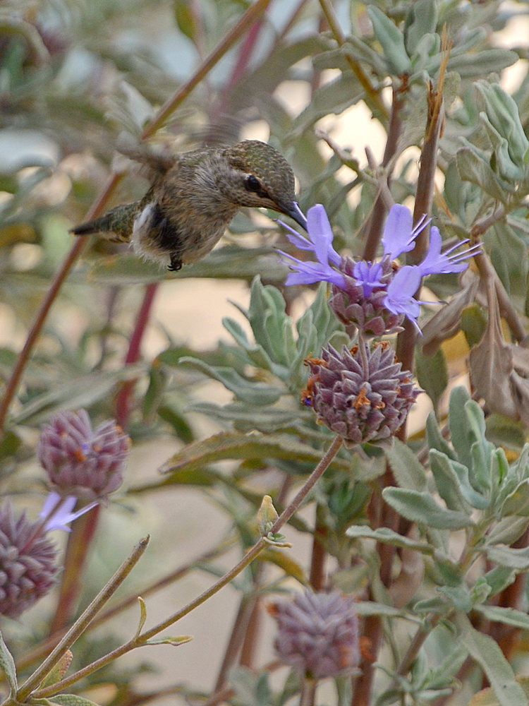 Hummer.jpg