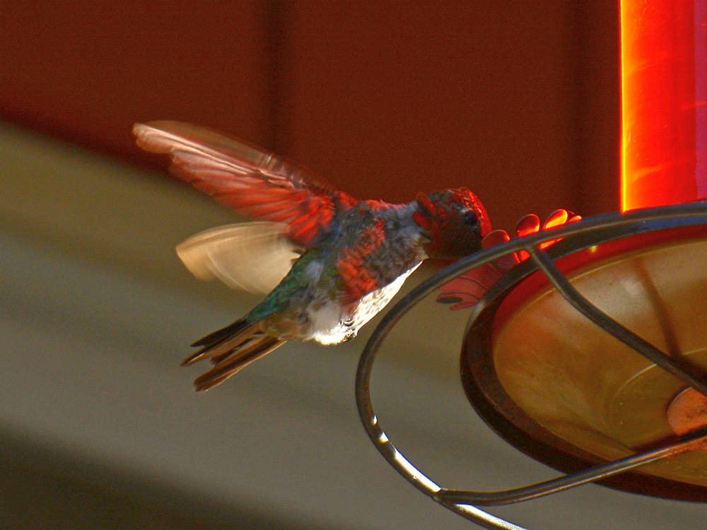 Hummer.jpg