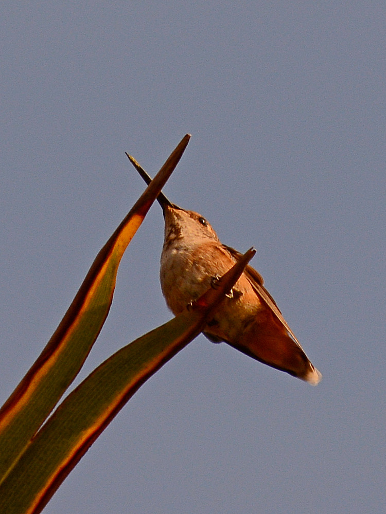 Hummer.jpg
