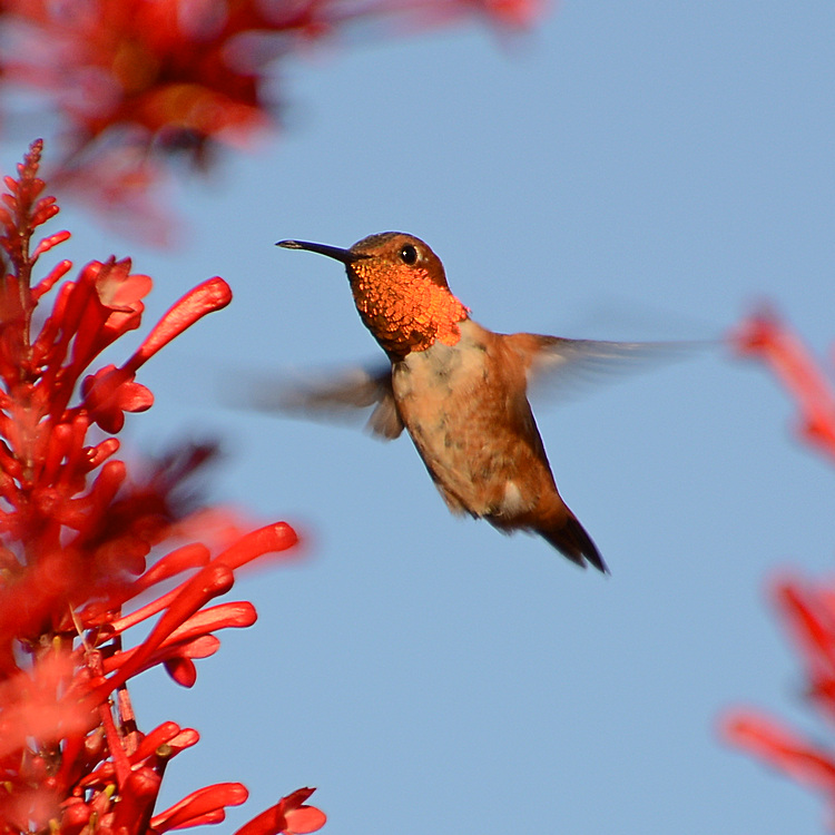 Hummer.jpg