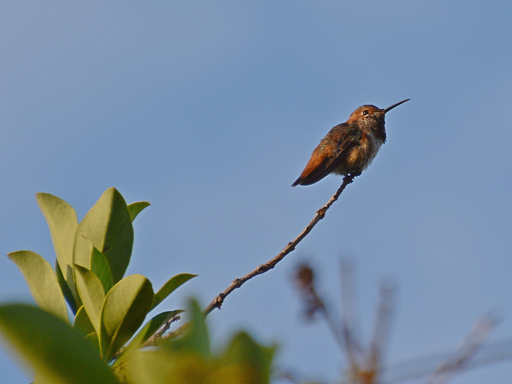 Hummer.jpg