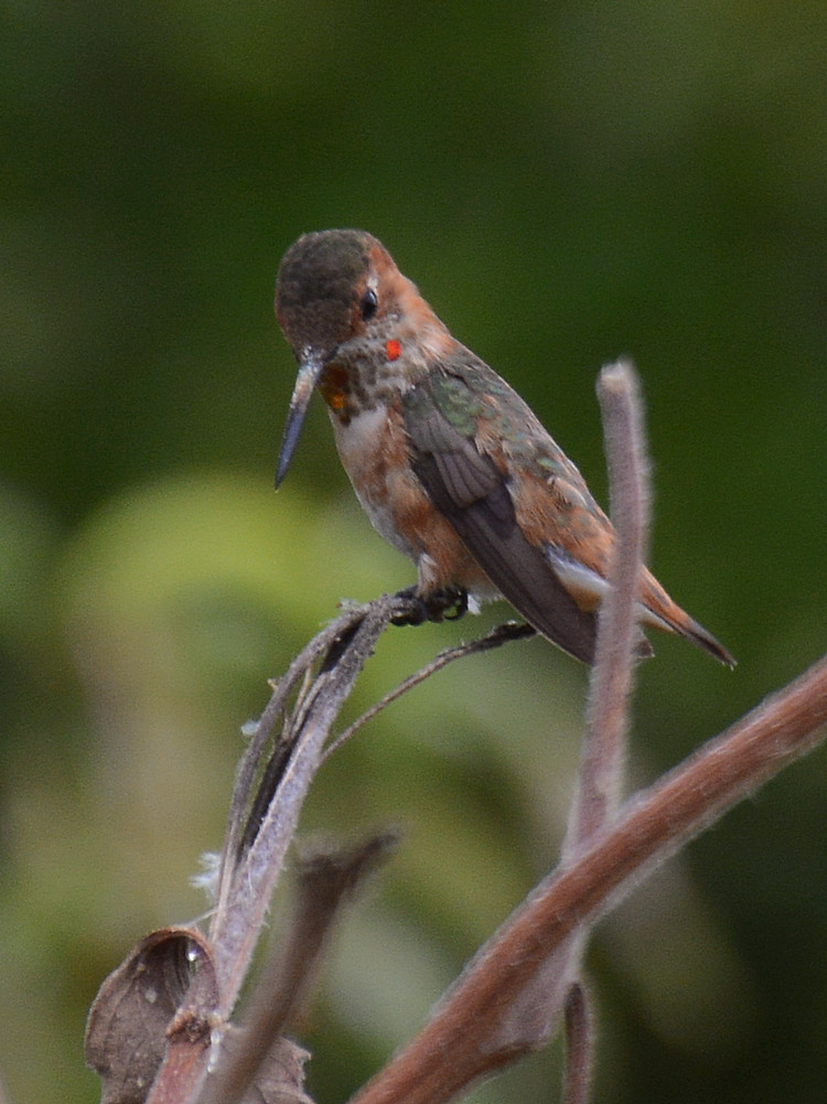 Hummer.jpg