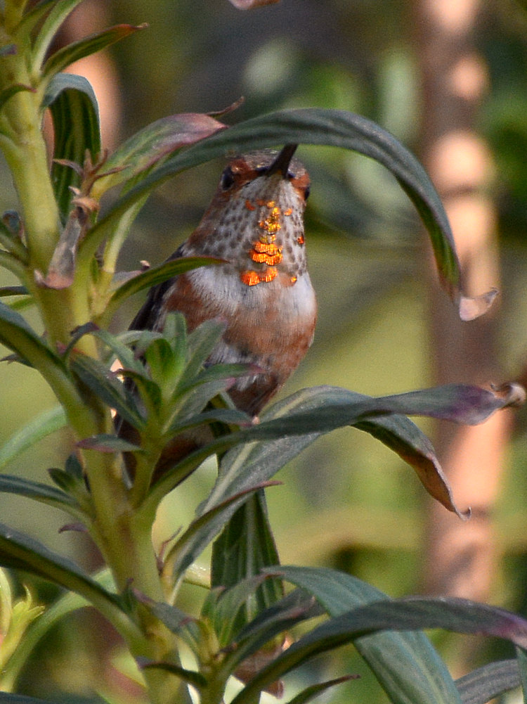 Hummer.jpg