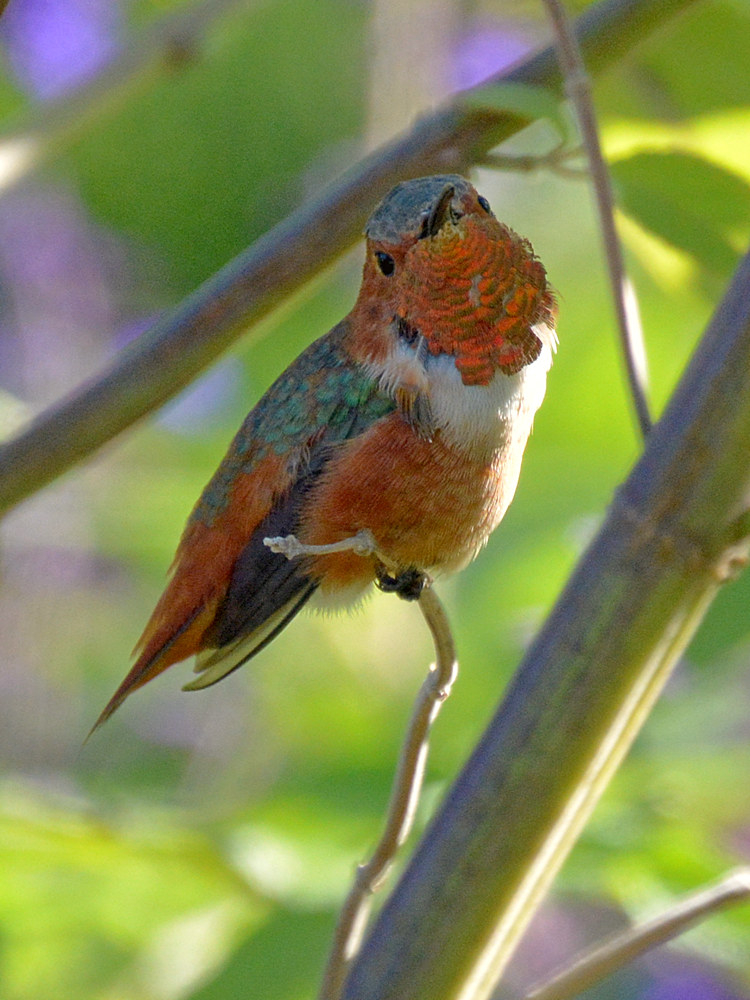 Hummer.jpg