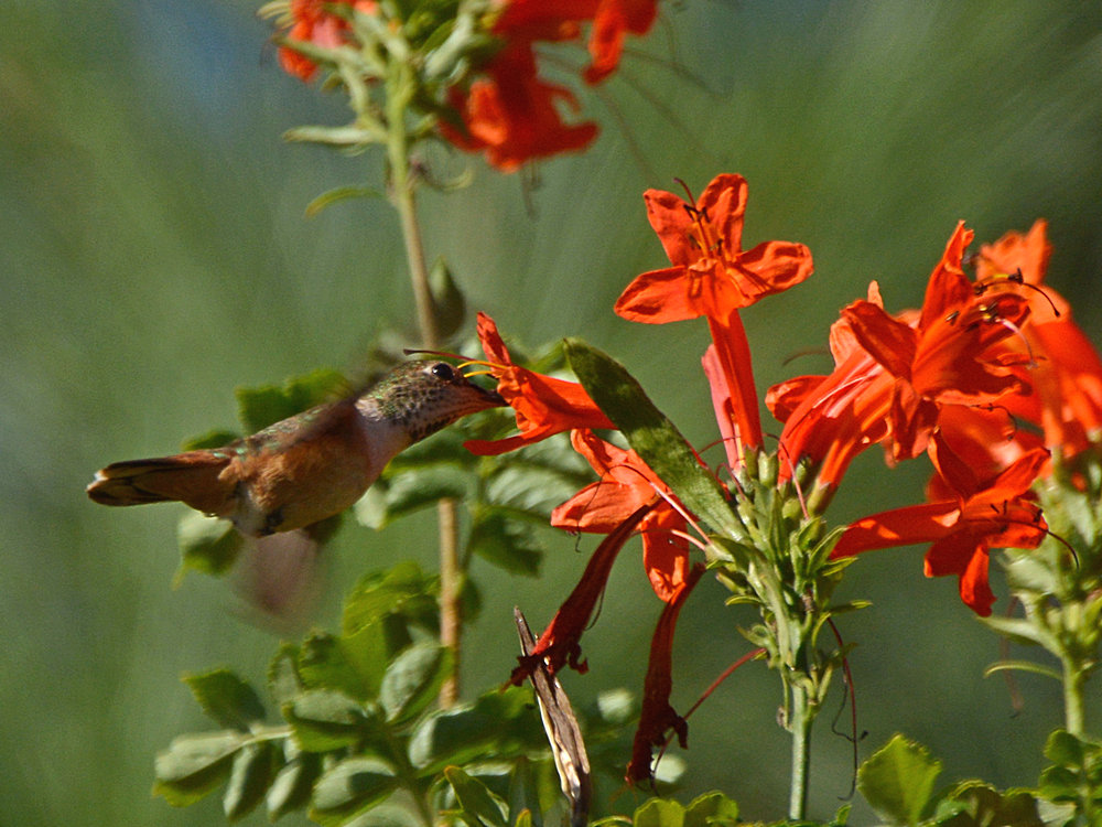 Hummer.jpg