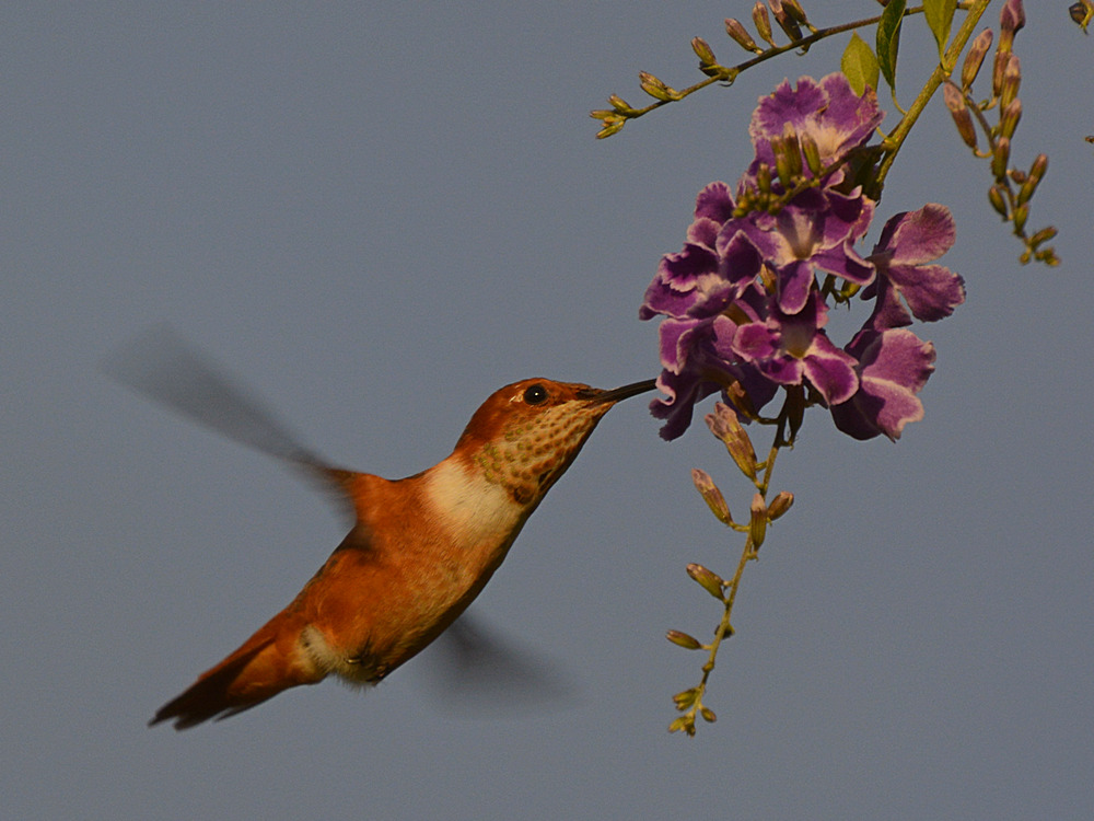Hummer.jpg