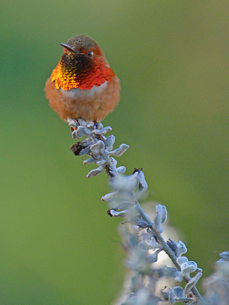 Hummer.jpg