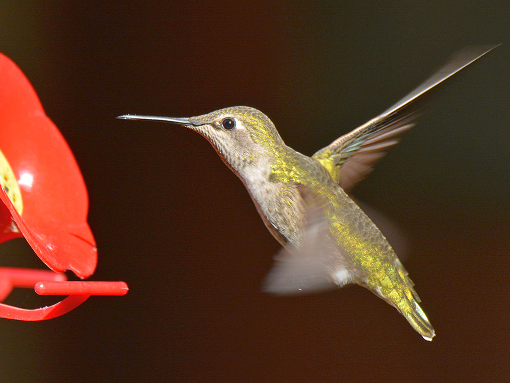 Hummer.jpg
