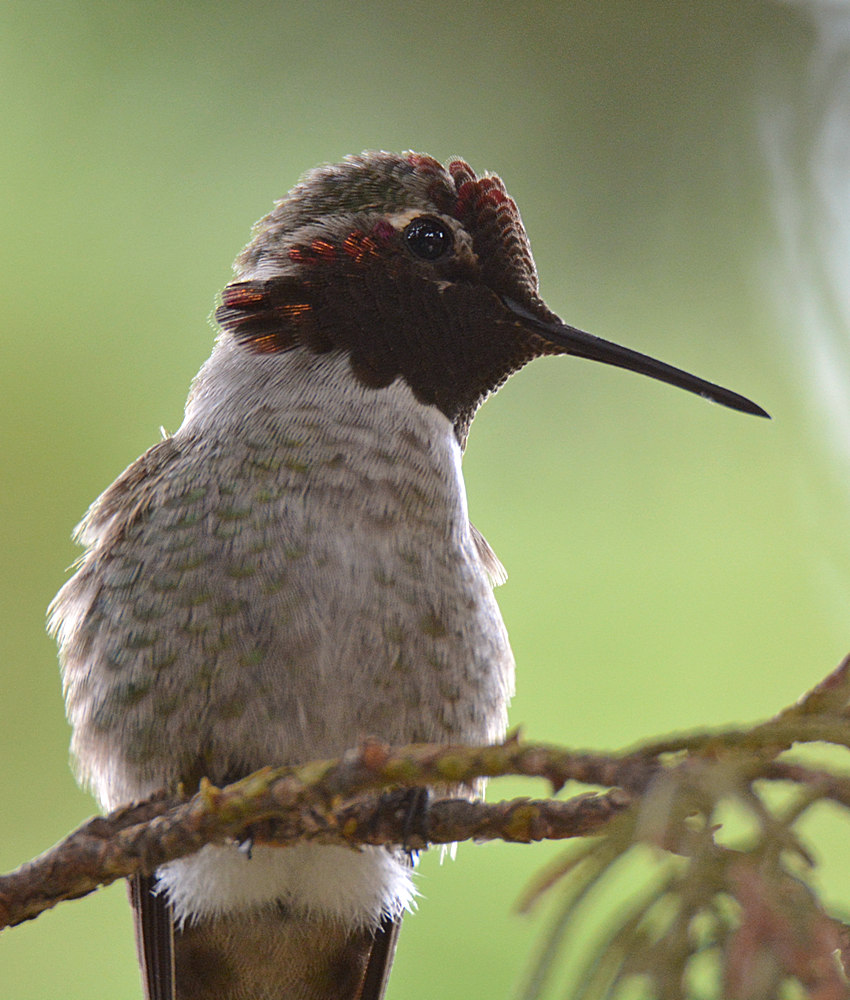 Hummer.jpg