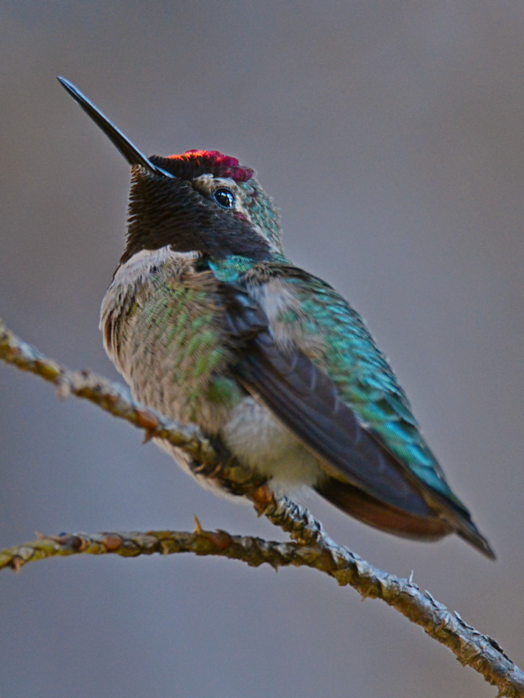 Hummer.jpg